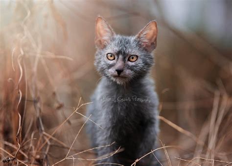 Lykoi kitten for sale, werewolf cats, wolf cats, natural mutation, lykoi kittens for sale. Home | Lykoi Cats ~ The Original Lykoi Breeder