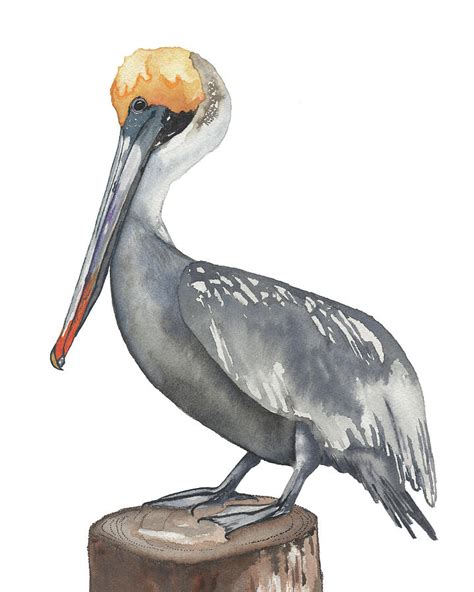 Brown Pelican Painting By Kenley Jones Fine Art America