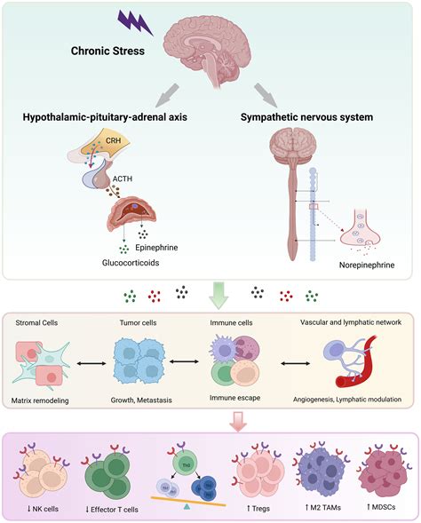 Frontiers Stress And Cancer The Mechanisms Of Immune Dysregulation And Management