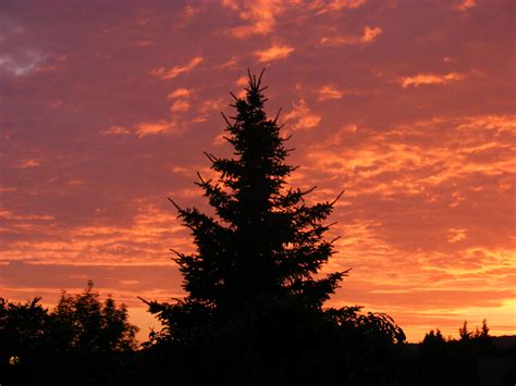 Pine Tree In Sunset By Ladyayslinn On Deviantart