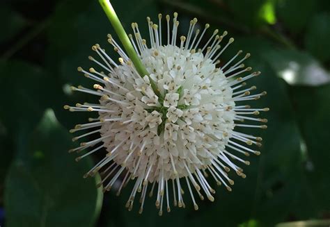 Common Buttonbush Cephalanthus Occidentalis