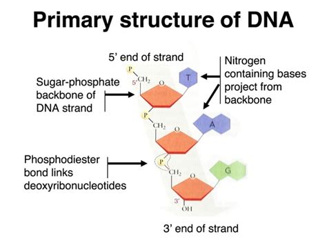 To learn more, see our tips on writing great answers. What is the 'backbone' of DNA made of? - Quora