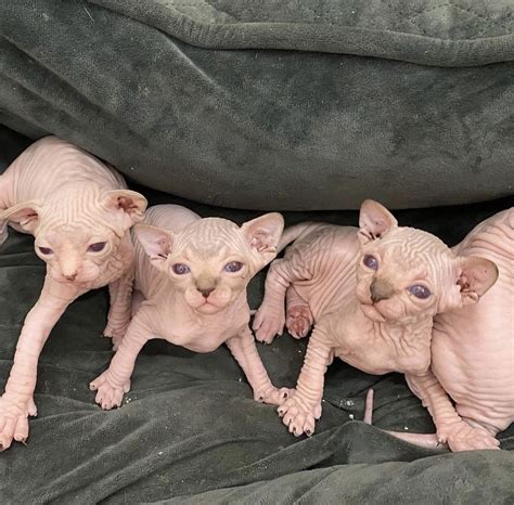 Sphynx Cats For Sale Miami Beach Fl 366215 Petzlover