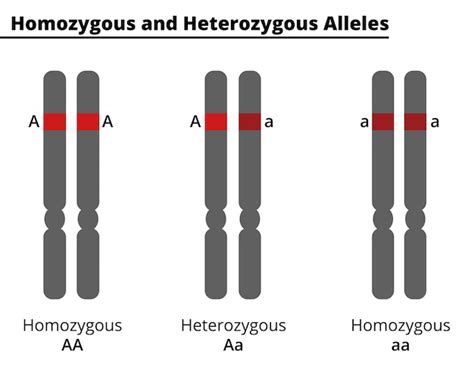 Diferencia Entre Alelos Homocigotos Y Heterocigotos Ilustración