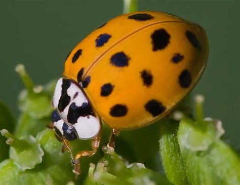 Small Black And Orange Ladybug Infouruacth