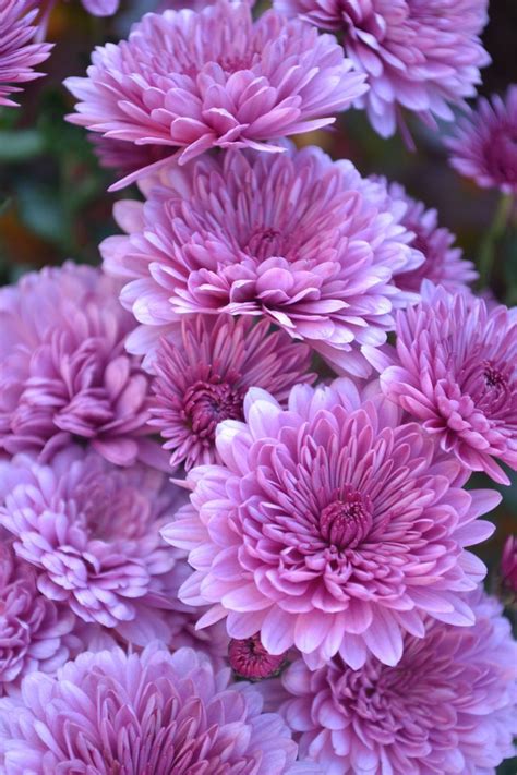 The Surprising Meanings Behind Your Favorite Flowers Flower Meanings