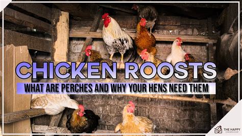 Chicken Roosts What Are Perches And Why Your Hens Need Them Youtube