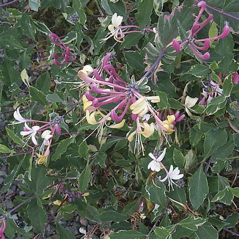 Check out our japanese honeysuckle selection for the very best in unique or custom, handmade pieces from our shops. Lonicera - FineGardening