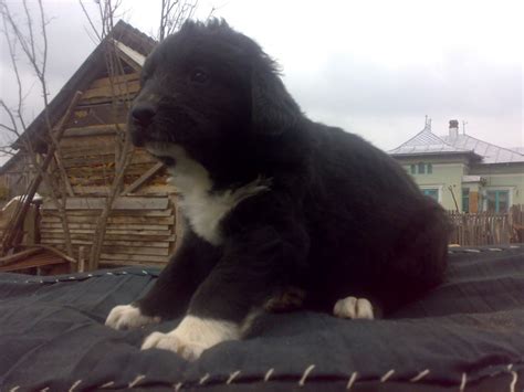 Romanian raven shepherd dog (nl); Caini Ciobanesti De Vanzare Curtea De Arges - Caini Romania