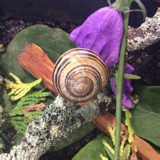 It can contain four to five whorls. The 2 Best Ways to Care for Garden Snails - wikiHow