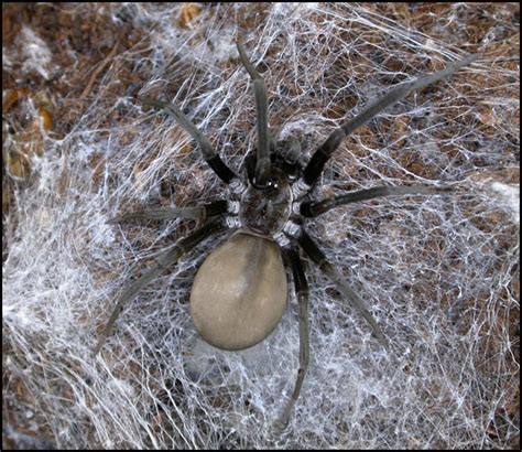 Southern House Spider Kukulcania Hibernalis Carnivora