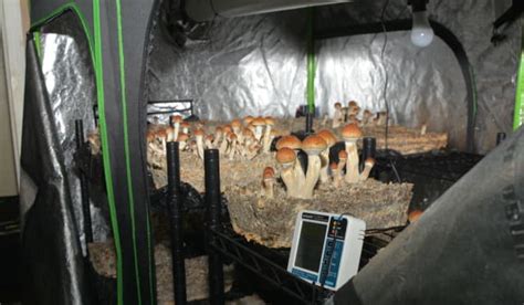 Ct Man Busted With Large Magic Mushroom Grow Operation Police Say
