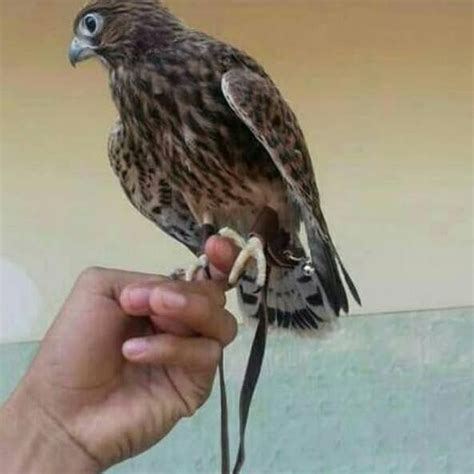 Pas ane searching mendalam, kalau albino itu matanya merah, tapi ini ngga gan. Jual Burung Hantu Putih Surabaya - Christoper