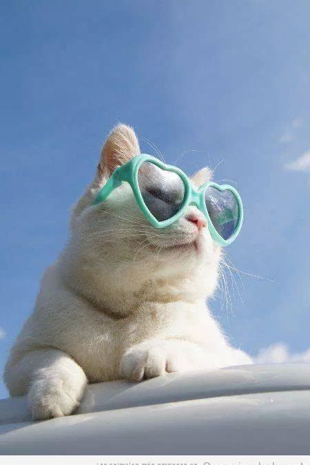 Check spelling or type a new query. Lo que nos gusta un gato con gafas de corazón...
