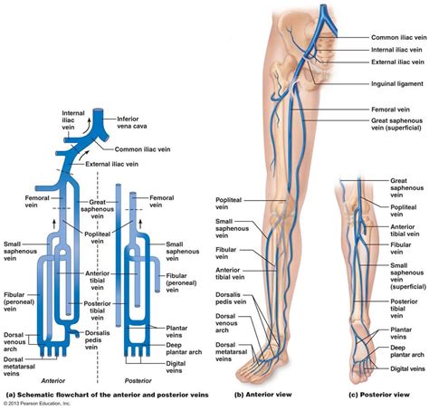 Blood vessel is a vessel in the human or animal body in which blood circulates. Pin by Tanique Adams on med | Anatomy, Medical anatomy ...