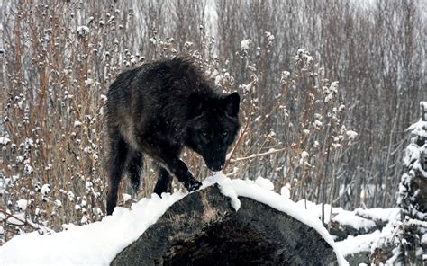 Black Wolf On Snow Wolf Wallpaper Phone Nature Wallpaper Wall