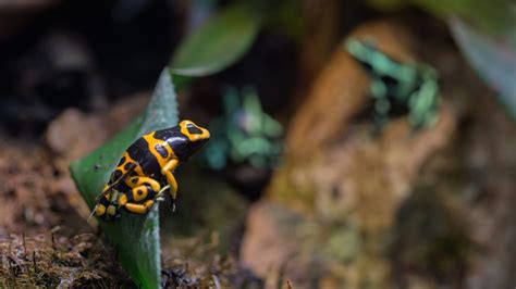 Amphibians go through Metamorphosis Fun Amphibian Facts for Kids - Kids