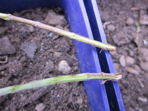 Once your cuttings are ready, dip the base of the cutting in. Lockwood Lavender Farm: How to Propagate Lavender
