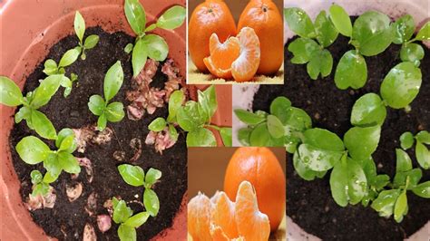 Grow Orange Seed Fast And Easy Way Youtube