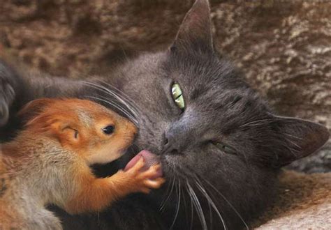 Squirrel Vs Cat Fight Comparison Who Will Win