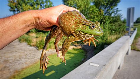 Fishing For Massive Bull Frogs Off A Highway Bridge First Catch