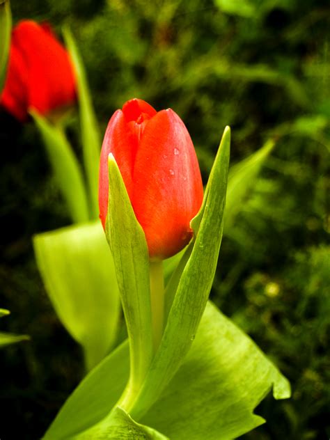 Fotos Gratis Tulipán Verde Primavera Florecer Belleza Hermosa