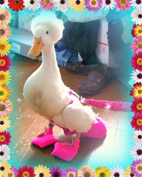 For example, while you're at home, washable diapers will be a good option. duck diaper | elperrodeldestino.com