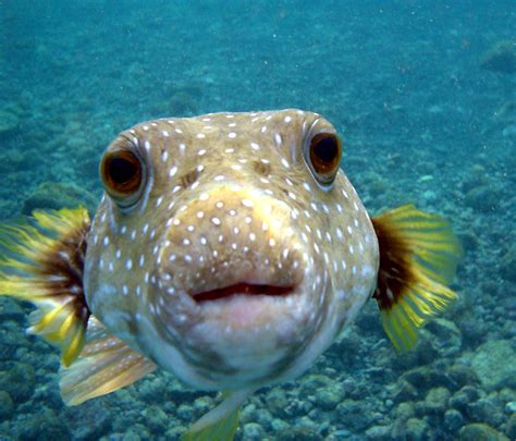 All Animals Puffer Fish