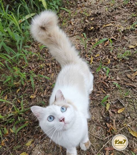 Tahukah anda, sebenarnya gerakan itu mempunyai maksud dan sebab tersendiri. Kembara Minda 7: Kenapa Kucing-kucing Comel ini ...