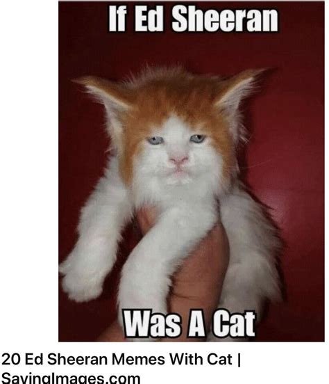 Clean Cat Memes That Are Actually Funny Funny Cat Meme Name Fridge