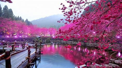 Pink Color, Lake, Trees, Bridge, Hd Wallpaper 000213 : Wallpapers13.com