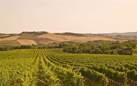 The Best Wineries In Tuscany