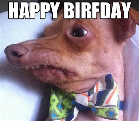 90 pieces of moving images that you can send to your girlfriend, mother or sister. Happy Birthday Memes Dog | WishesGreeting