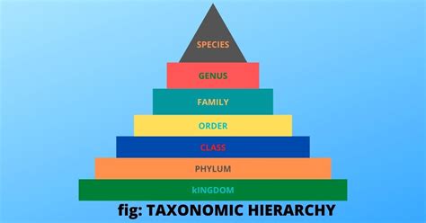 What Is Taxonomy Examples Levels Classification