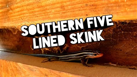 Southern Five Lined Skink Youtube