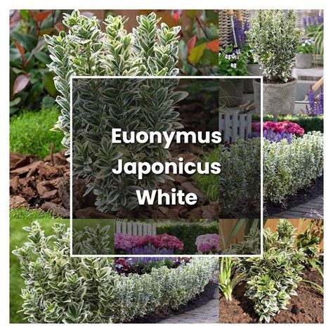 How To Grow Euonymus Japonicus White Spire Plant Care And Tips