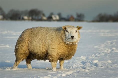 Sheep In Snow Sheep Standing In A Snowy Winter Meadow Beautifully Lit