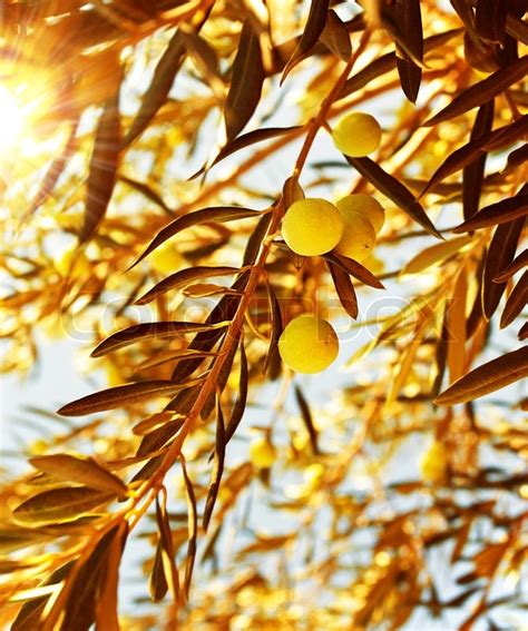 Olive Tree Branch At Warm Autumn Stock Image Colourbox