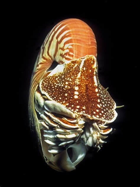 Immagine Correlata Chambered Nautilus Sea Animals
