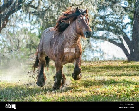 Ardennes Draft Horse Stallion Gallops Toward Us Stock Photo Alamy