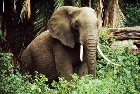 Fascinating Facts About African Forest Elephants Page 2 Animal