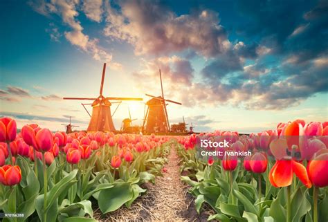 Traditional Netherlands Holland Dutch Scenery With One Typical Windmill