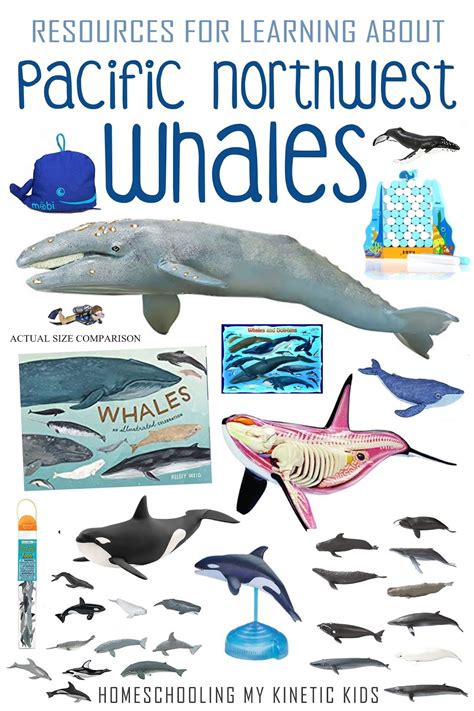 Resources For Learning About Whales