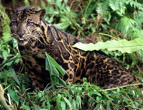 Tropical Rainforest Black Jaguar Clouded Leopard Cat