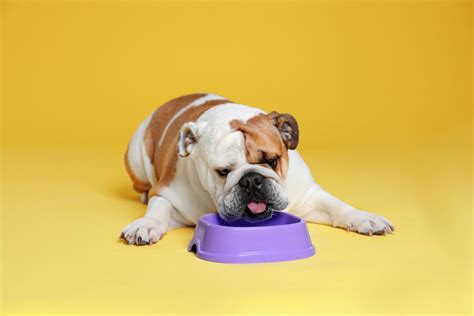 What To Feed A Sick Dog With No Appetite We Are Here To Help You