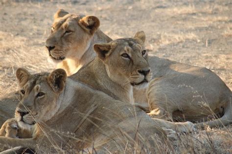 Asiatic Lion Lions Is India Population Conservation Etc