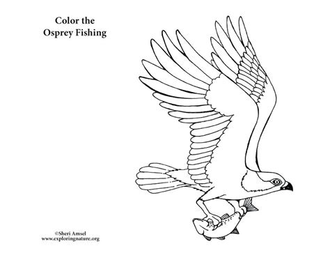 Search through 623,989 free printable colorings at getcolorings. Birds Of Prey Coloring Pages at GetDrawings | Free download
