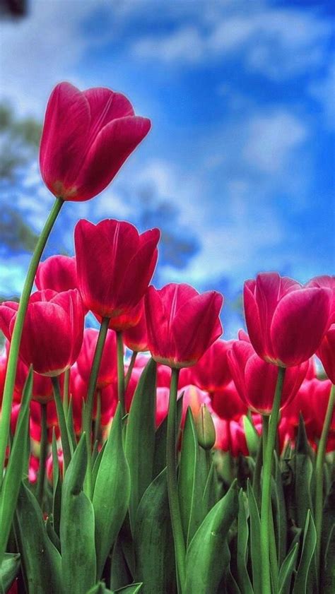 Tulip Wallpaper For Iphone Find Over 100 Of The Best Free Tulip Images