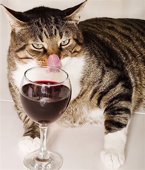Cat Wine Make Your Own Catnip Wine Cat Wine Buying Guide General