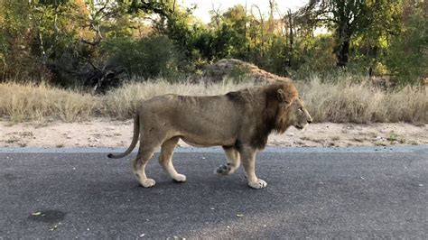 Male Lion Has Been Seen 12 June 2020 On Doispan Road Close To S65